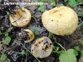 Lactarius repraesentaneus-amf2048